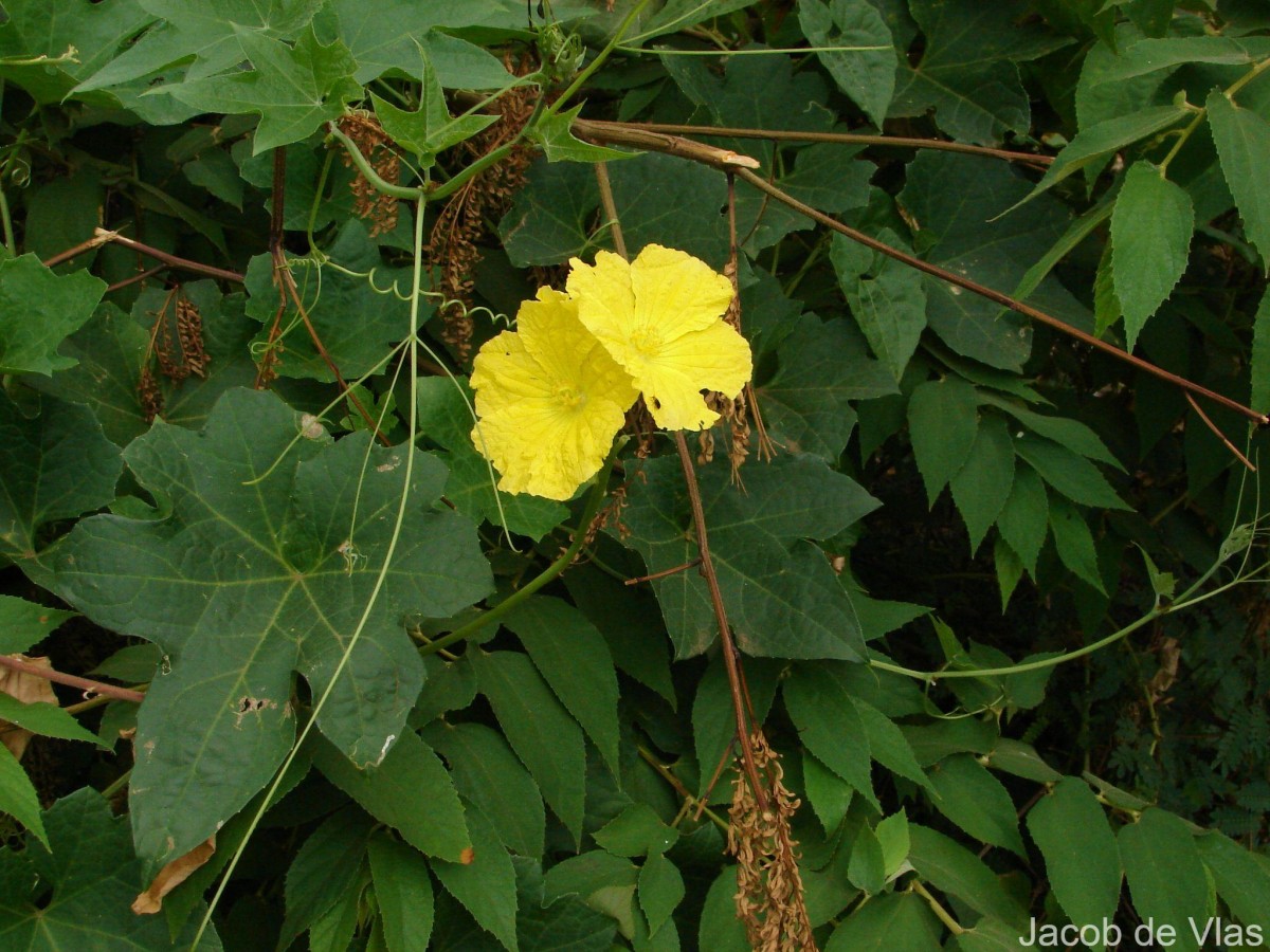 Momordica charantia L.